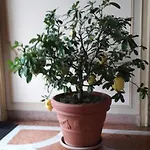 Residenza Del Pascia - Camphora Apartament *