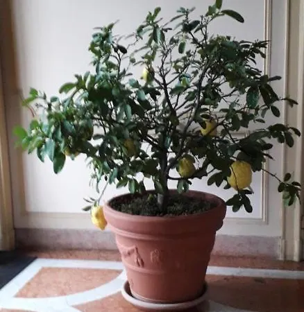 Residenza Del Pascia - Camphora Apartman *